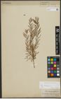 Foto von Salix repens subsp. incubacea (L.) A. Neumann